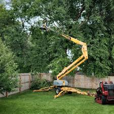 How Our Tree Care Process Works  in  Willow Grove, PA