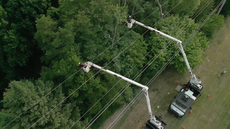 Best Root Management and Removal  in Willow Grove, PA